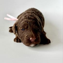 Muffin - Chocolate female Goldendoodle puppy in Pulaski, Tennessee from Doodle My Heart