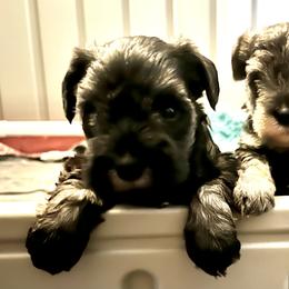 Miniature Schnauzer Puppies from Cedar Ridge Ranch Mini Schnauzers