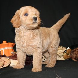 Australian Labradoodles from FernRidge