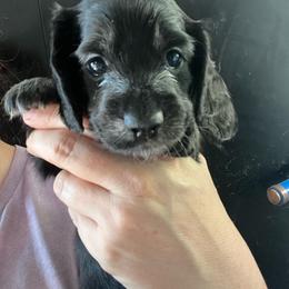 Pepper Girl 1 - Black and cream female Dachshund puppy in Bigfork, Minnesota from Dachshunds Up North