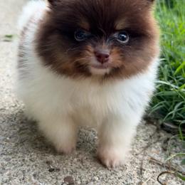 Dream - Chocolate and tan female Pomeranian puppy in Newark, Ohio from Keeperofstars Pomeranians