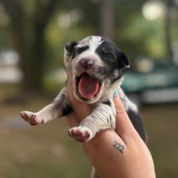 Alpha - Blue merle male Australian Shepherd puppy in Orlando, Florida from Skaky Shepherds
