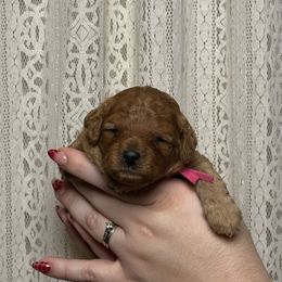 Peach - Apricot female Poodle puppy in Queen Creek, Arizona from Desert Born Kennel