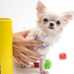 Baby Eva  - 12,850 - 2,2lb - White female Chihuahua puppy in Jacksonville, Florida from Petits Chihuahuas