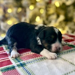 Will - Black tri-color male Aussiedoodle puppy in Charleston, Arkansas from Lazy S Aussies