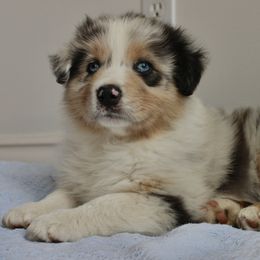 Bruno - Blue merle Australian Shepherd puppy in Kansas City, Missouri from Aussie Hill Farm