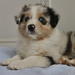Bruno - Blue merle Australian Shepherd puppy in Kansas City, Missouri from Aussie Hill Farm