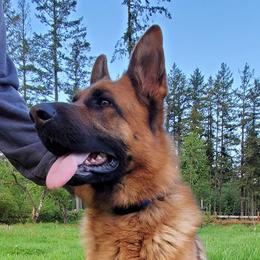 Ezra - German Shepherd