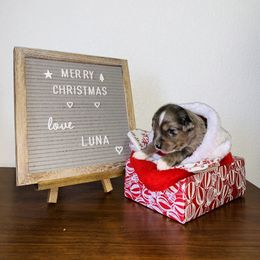 Miniature Australian Shepherd Puppies from 5 Star Mini Aussies