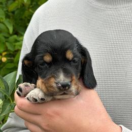 Male 1 - Black brown and white male Basset Hound puppy in Lindley, New York from Hill Top Basset Hounds & Cane Corso