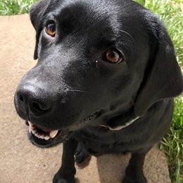 Labrador Retrievers from Jaycee Labradors