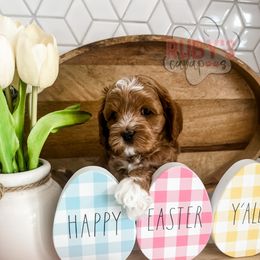 Cavapoo Puppies from Ruby's Cavapoos
