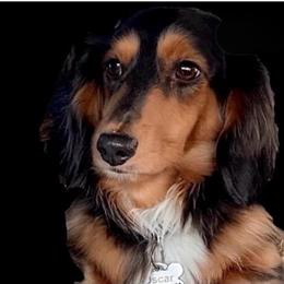 Oscar - Dachshund