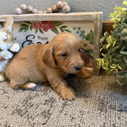 Bo - Cream male Dachshund puppy in Keota, Oklahoma from Skyview Doxie Ranch