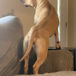 American Staffordshire Terriers and Boerboels from Brooke Wood's Boerboel and American Staffordshire Terriers