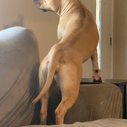 American Staffordshire Terriers and Boerboels from Brooke Wood's Boerboel and American Staffordshire Terriers