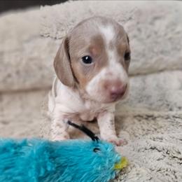 Dean Isabella pie male - Fawn (isabella) and tan male Dachshund puppy in Herald, California from Bluegum Dachshunds