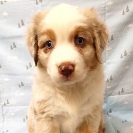 Australian Shepherd Puppies from Craig Creek Aussies