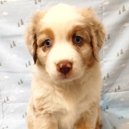 Australian Shepherd Puppies from Craig Creek Aussies