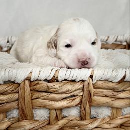 Blue - Chalk female Australian Labradoodle puppy in Auburn, Washington from West Valley Labradoodles