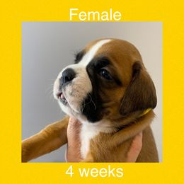 Boxer Puppies from Shadix Boxers