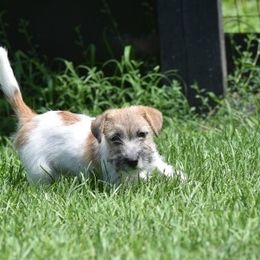 Wish Girl 3 - White and tan female Russell Terrier puppy in Middletown, Virginia from DBF Russell Terriers