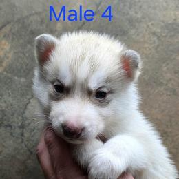 Male 4 - Red and white male Siberian Husky puppy in Carnesville, Georgia from Southern Magnolia Siberians
