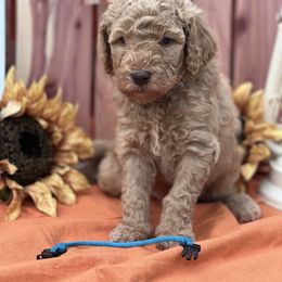 Goldendoodle Puppies from Smiths Doodles