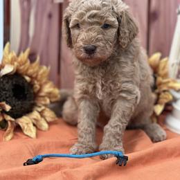 Goldendoodle Puppies from Smiths Doodles