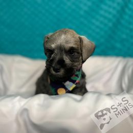 Miniature Schnauzer Puppies from S & S Miniature Schnauzer