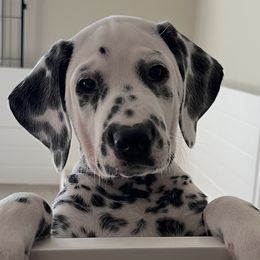 Peppa-Pink Collar - White and black Dalmatian puppy in Northern, New York from Lake City Dals