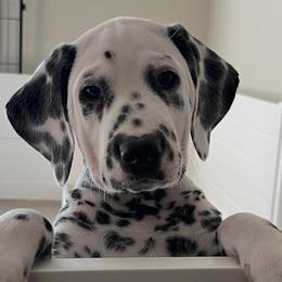 Peppa-Pink Collar - White and black Dalmatian puppy in Northern, New York from Lake City Dals
