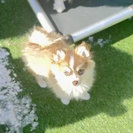 Fiver - Red and white male Pomsky puppy in Michigan from Blue Water Pomskies
