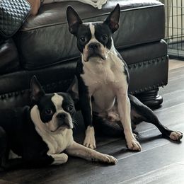 Girl - Black and white female Boston Terrier puppy in Kansas City, Missouri from Boston's Boston Terriers AKC
