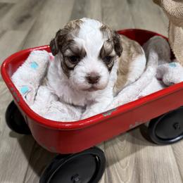 Barney - Brown and white male Shichon puppy in Bradford, Ohio from Ted E. Bear Patch