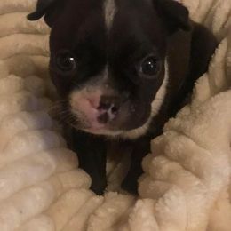 Boston Terrier Puppies from Bonze Boston Terriers