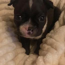 Boston Terrier Puppies from Bonze Boston Terriers