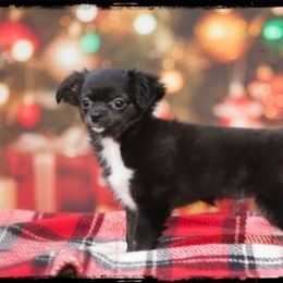 Jolly - Black and white female Chihuahua puppy in Demorest, Georgia from Sourpatch Chihuahuas