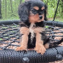 Parker - Black and tan male Cavalier King Charles Spaniel puppy in Villa Rica, Georgia from Georgia Alabama Cavaliers