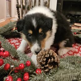 Blackie - Black white and tan male Collie puppy in Tennessee from Voneida Collies & Corgis