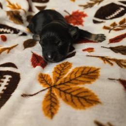 Brisco - Black and tan male Havanese puppy in Trinity, Alabama from Tooties Cuties Havanese