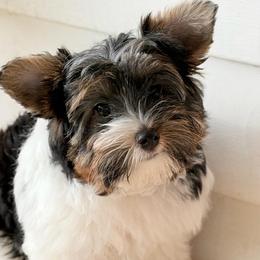 Remi-boy  2150 AKC - Black tan and white male Biewer Terrier puppy in Douglas, Georgia from Heartland small breeds