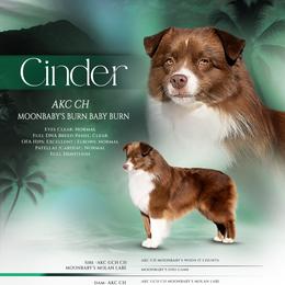 CINDER - Miniature American Shepherd