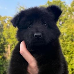 Pink - Black female German Shepherd puppy in Tennessee from Chattanooga Tn German Shepherds