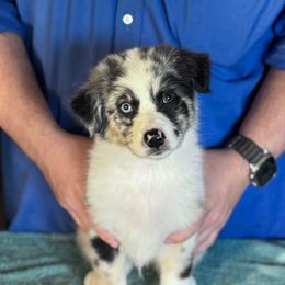 Gaffe - Blue merle male Australian Shepherd puppy in Rapid River, Michigan from Echolight Australian Shepherds