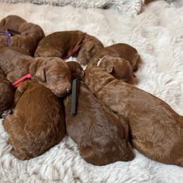 Girl 8 - Red  female Poodle puppy in Nicholasville, Kentucky from Lexington Poodle Company