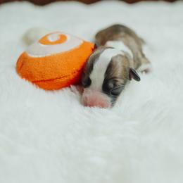 Sam - Sable male Pembroke Welsh Corgi puppy in Adairsville, Georgia from R&R Corgis