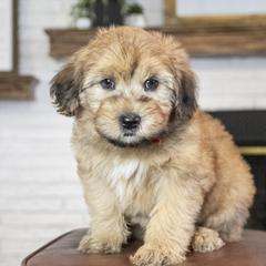 Assorted Doodle Crosses, Bernedoodle, Double Doodle, Goldendoodle, Labradoodle, and Whoodle Puppies from Our Little Farm Life Doodles