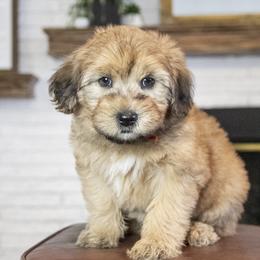 Assorted Doodle Crosses, Bernedoodle, Double Doodle, Goldendoodle, Labradoodle, and Whoodle Puppies from Our Little Farm Life Doodles