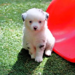 Bethany - Blue merle female Miniature Australian Shepherd puppy in South Branch, Michigan from Ross Ranch Mini and Standard Aussie's
